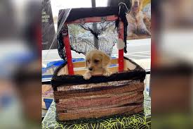 We did not find results for: Nj Woman Arrested After Selling Sick Puppy Illegal Meds