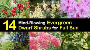 Target.com has been visited by 1m+ users in the past month 14 Mind Blowing Dwarf Evergreen Shrubs For Full Sun