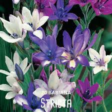 Image result for Babiana