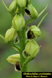 Image result for Orthochilus