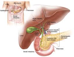 Image result for pancreas)