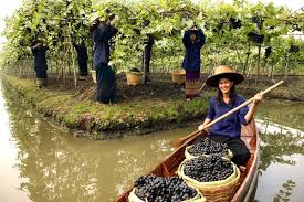 Gambar sketsa buah anggur gambar mania via gambarmania.website. Wisata Kebun Anggur Di Thailand Berikut 3 Lokasinya