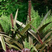 Image result for Eucomis