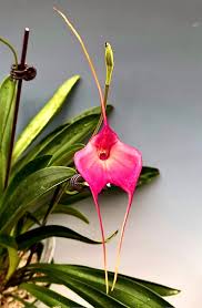 Image result for Vandellia subracemosa