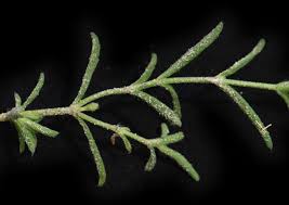 Image result for Tinnea zambesiaca