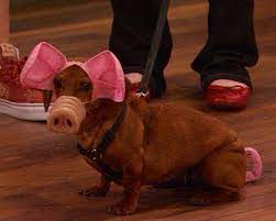 Pig Dog Costume Wiener Dog Dachshund Love Weiner Dog
