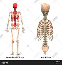 Anteriorly, most are attached directly to the sternum. 3d Illustration Image Photo Free Trial Bigstock