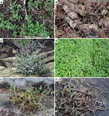 Image result for Urochloa semiundulata