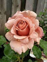 Pin On Roses