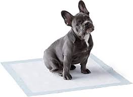How to get a puppy to use a puppy pad. Amazon Basics Puppy Pads Trainingsunterlagen Fur Welpen Standardgrosse 50 Stuck Amazon De Haustier
