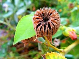 Image result for Abutilon indicum