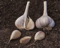 Is garlic harmful to plants? How To Grow Big Fat Garlic Cloves Sonia Day The Star