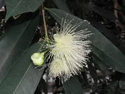 Image result for Syzygium jambos