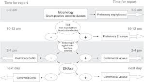 flowchart for identifying gram positive cocci in clusters