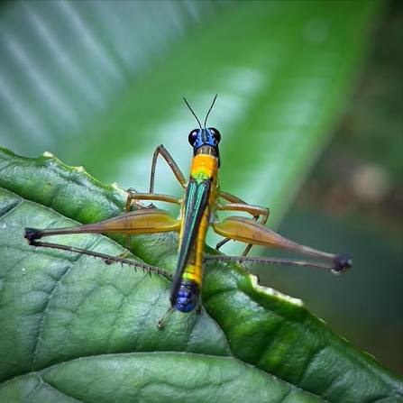 Saltamontes y grillos de la Amazonía, una combinación de colores y formas. Fotografías tomadas en la Estación de Biodiversidad Tiputini @tiputiniusfq # saltamontes #grillos #grasshopper #grasshoppers #cricket #cricketlovers #insectos #insects #insect ...