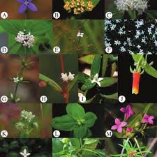 Image result for Agathisanthemum globosum