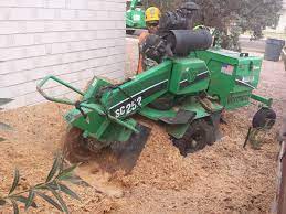Why choose a certified arborist? Arborist Standards Tree Care Cottonwood Az 86326 Yp Com