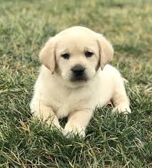 Check spelling or type a new query. Baxter A Male Akc Labrador Retriever Puppy From Mansfield Missouri Labradorretriever Labrador Labrado Labrador Retriever Labrador Retriever Dog Labrador