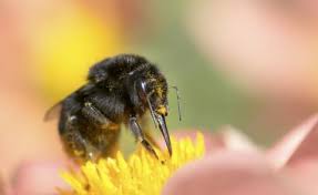 Die bis dahin geborenen königinnen verlassen die hummelbox hummeln können bis anfang august in den garten eingesetzt werden. Hummeln Im Garten Mein Schoner Garten