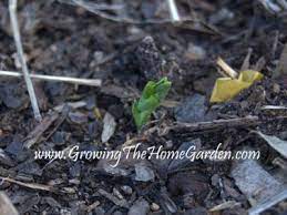 Sugar snap peas become stringy and tough if left too long, so pick as soon as they start to plump up and make a satisfying snap when bent. Sugar Snap Peas Sprouting From The Vegetable Garden Growing The Home Garden
