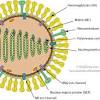 Symptomy ptačí chřipky jsou podobné těm, které se objevují, když je virus již lidem znám. 1