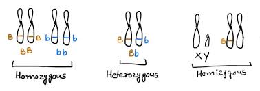 Homozygous Heterozygous And Hemizygous What Is The Difference Now I Know