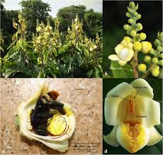 View all herman josé pictures. Nectar Production Dynamics And Daily Pattern Of Pollinator Visits In Brazil Nut Bertholletia Excelsa Bonpl Plantations In Central Amazon Implications For Fruit Production Springerlink
