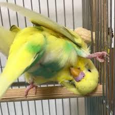 Parakeet Muhabbet Kuslari Ve Kucuk Papaganlar Panosundaki Pin