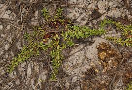 Image result for Bergia pentheriana