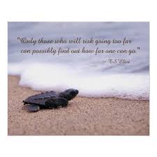 Sea Turtles Meaning Reptiles Turtle Quotes Beach Quotes Inspirational Quotes