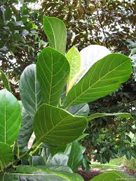 Jackfruit is a large, sweet fruit that is native to southeast asia, india, southeast asia, and south america. Jackfruit Leaves Artocarpus Heterophyllus Garden En Com
