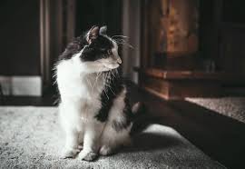 Orijen dry cat and kitten food reviews and nutritional analysis (do they have a wet food?) rating. Orijen Cat Food 2021 Review Lelu Bobo