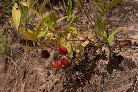 Image result for Eugenia malangensis