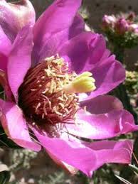 Your cactus stick stock images are ready. 52 Beauty In The Desert Ideas Plants Nature Desert Plants