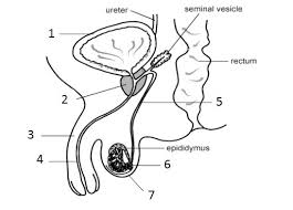 Looking to learn the anatomy of the male and female reproductive systems? 31 Male Reproductive System Diagram To Label Labels Database 2020