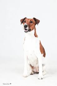 Image result for foxteriér hladkosrstý