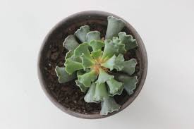 These plants will shipped bare rooted * no soil and no pot * it will arrive wrapped up safely with tissue paper. Adromischus Cristasus Key Lime Pie Succulent Suburbansill