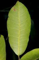 Image result for Landolphia buchananii