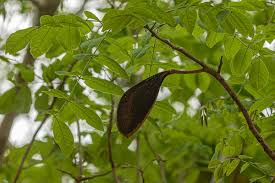 Image result for Xylia torreana