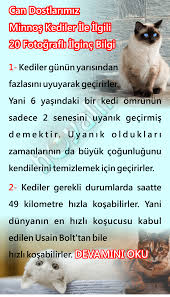 Ingilizce Kedi Ne Demek