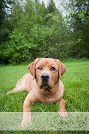See more of chocolate labrador puppies for adoption on facebook. Puppy Portraits At Boardman Park Ohio Pet Photographer Fox Red Labrador Puppy Portraits English Labrador Retriever