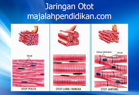 Berdasarkan gambar struktur diatas, dilihat dari asal terbentuknya jaringan ini dibagi menjadi 3 jenis yaitu : Jaringan Otot Pengertian Gambar Fungsi Struktur Jenis