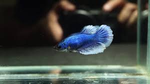 A quick and simple game made in a few hours or so. Live Betta Fish Female Blue Butterfly Halfmoon Hm 1154 Youtube
