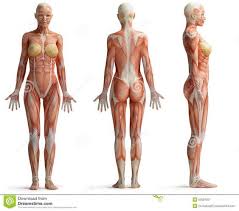 Photos Female Anatomy Human Anatomy Picture Anatomy Images Human Anatomy Drawing