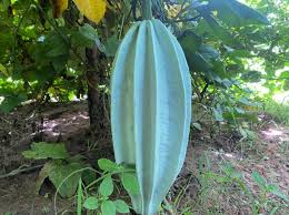 Image result for Telfairia occidentalis
