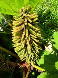 Image result for Gunnera