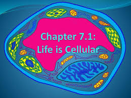 4a parts of prokaryotic and eukaryotic cells. Chapter 7 1 Life Is Cellular Ppt Video Online Download