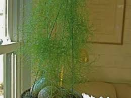 Image result for Bowiea volubilis