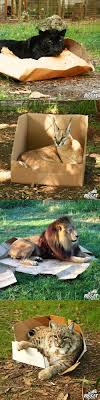 Most of this footage is stuff i shot when. Lion Facts Photos Videos Sounds And News Wild Cats Cute Animals Beautiful Cats Pictures