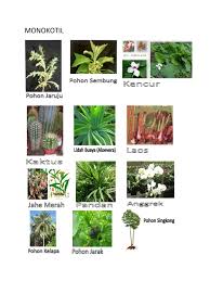 Adapun karakter yang paling kuat dari tanaman berkeping tunggal ini adalah daun tembaga, akar yang berbentuk serabut, daun yang berselang seling, bagian tulang daunnya sejajar dan cenderung berbentuk layaknya pita serta masih banyak lagi lainnya. Tumbuhan Dikotil Dan Monokotil Pdf